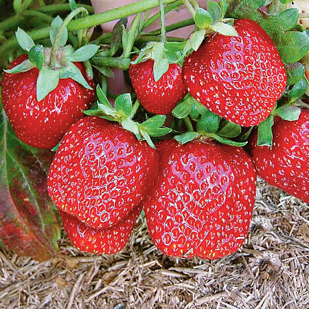 Фото Земляника садовая Елизавета 2
