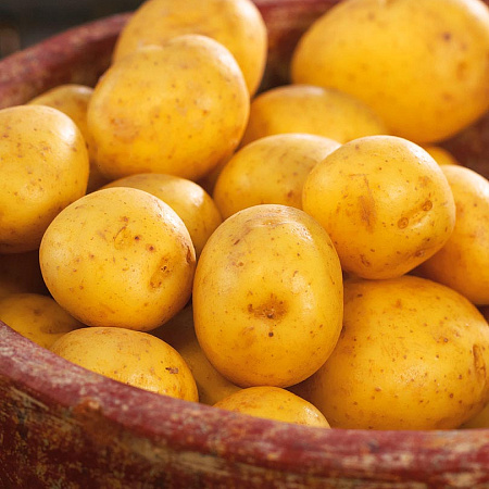 Фото Картофель Гала