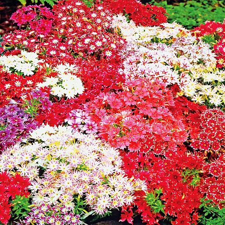 Фото Флокс друммонда Набор Мерцающие звёзды