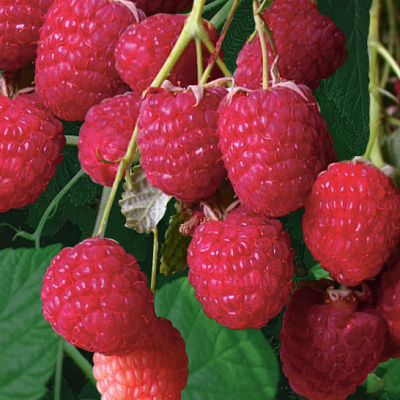 Малина ремонтантная Таганка