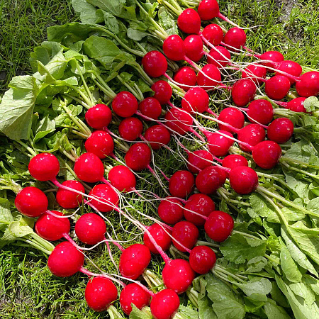 Фото Редис Сахарна головушка F1