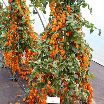 Помидор черри Одат F1