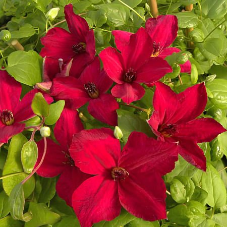 Фото Клематис Джон Хоувеллс