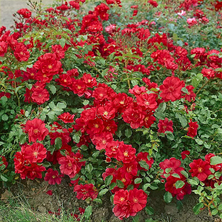 Фото Роза почвопокровная Ред фейри