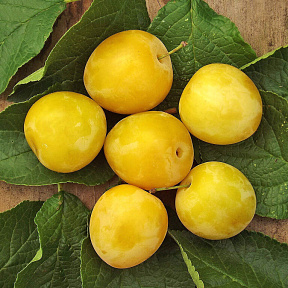 Слива Белая медовая