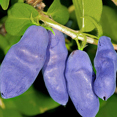 Жимолость Сильгинка