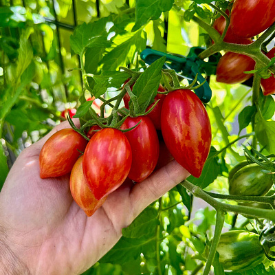 Помидор Оле-Лукойе