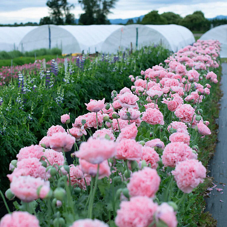Фото Мак пионовидный Молочно-розовый