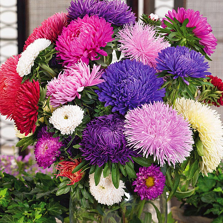 Фото Астра Гремлин Яркое покрывало