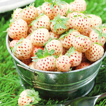 Фото Земляника садовая Пайнберри