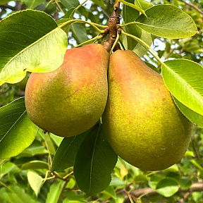 Груша Золотая осень