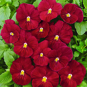 Виола Кристалл Красный