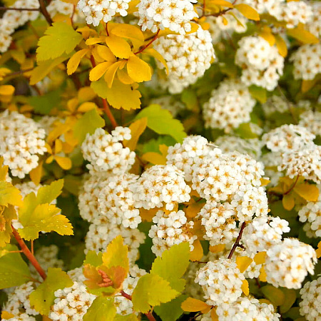 Фото Спирея Вангутта Голд Фаунтейн