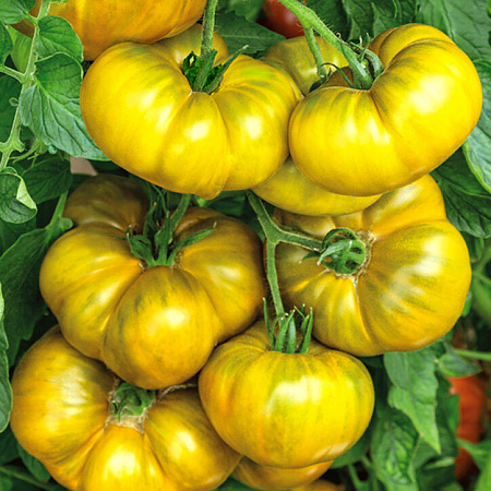 Фото Помидор Еллоу Кой F1