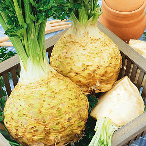 Сельдерей корневой Грибовский