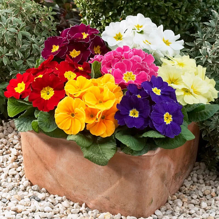 Фото Примула бесстебельная Потсдам гигантс