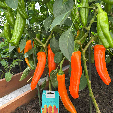 Фото Перец сладкий Палермо оранжевый F1