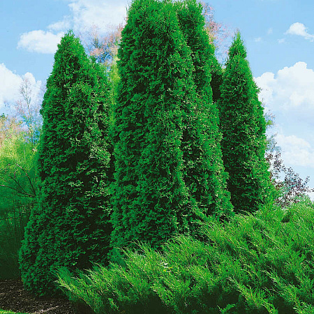 Фото Туя западная Колумна