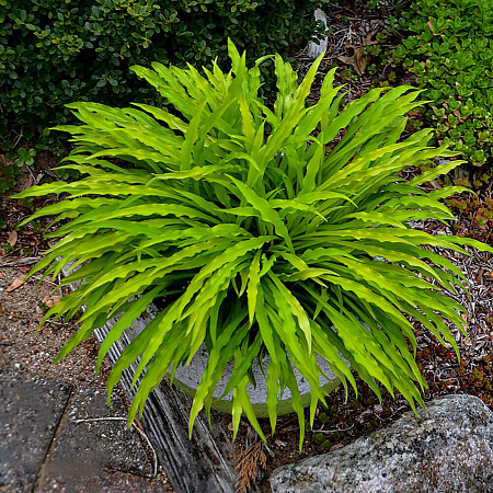 Фото Хоста Пати Стримерс