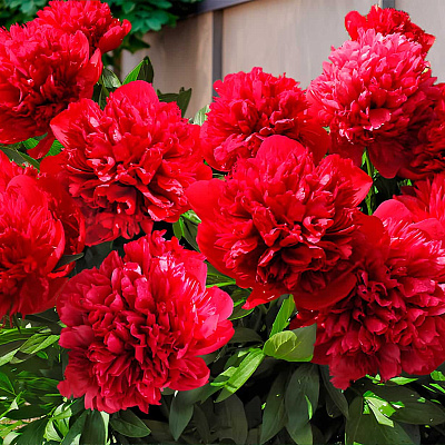 Пион травянистый Диана Паркс