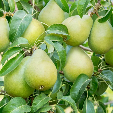 Фото Груша Первая Ласточка