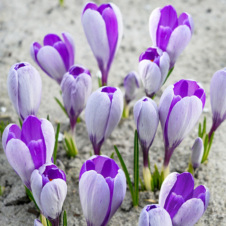 Фото Крокус Уэйл Шарк