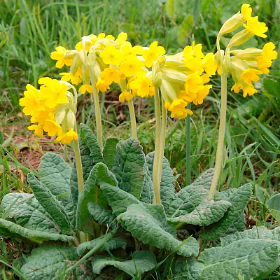 Первоцвет Весенний