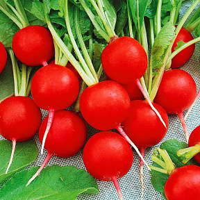 Редис Дуро Краснодарское