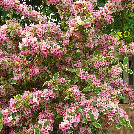 Фото Вейгела Сюзанна