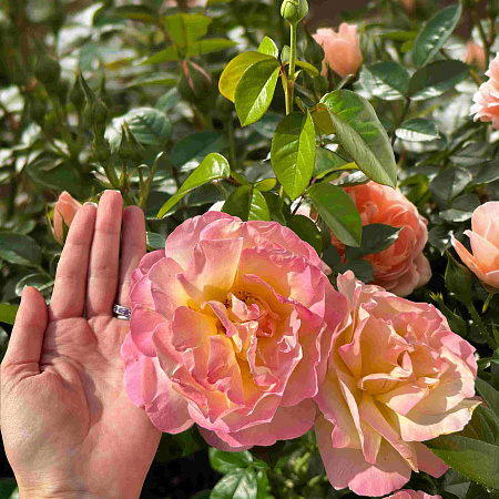 Фото Роза чайно-гибридная Глория дей