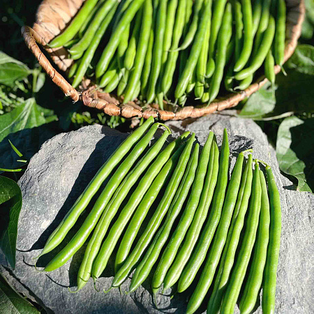 Фото Фасоль Универсальная F1