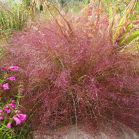 Фото Эрагростис Видная