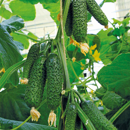 Фото Огурец Бьёрн F1