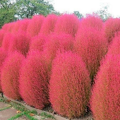 Кохия Пылающий куст