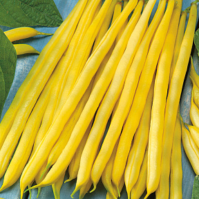 Фасоль Сонеста