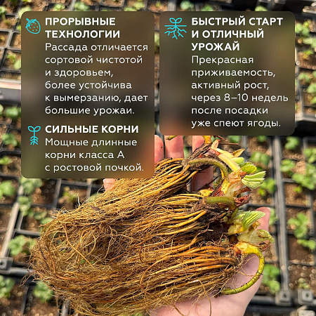 Фото Земляника садовая Мармелада