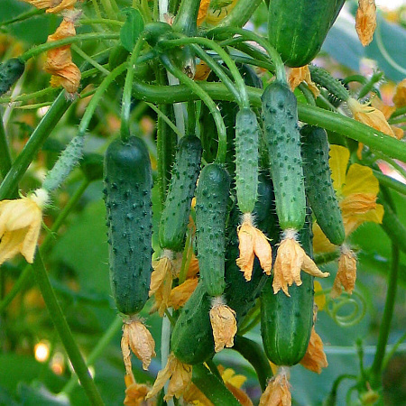 Фото Огурец Колибри