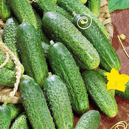 Фото Огурец Северин F1