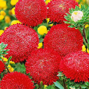 Астра Помпонная Сигнальный Огонь