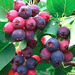 Ирга канадская Мандан