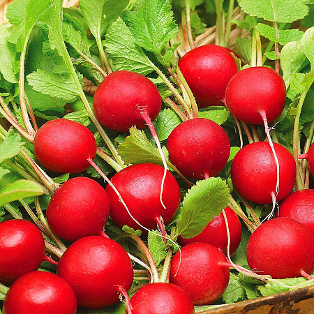 Фото Редис Селеста F1