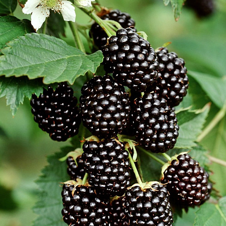 Фото Ежевика Юхас