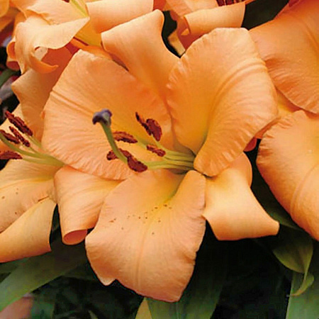 Фото Лилия ОТ-гибрид Сантарелло