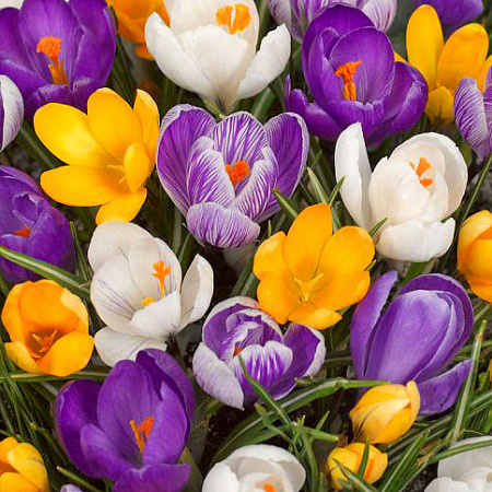 Фото Крокус Набор крупноцветковый