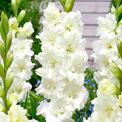 Гладиолус Мурманск