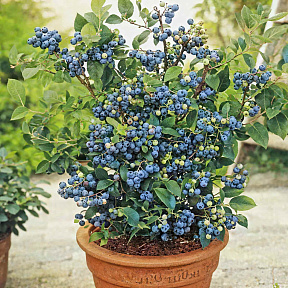 Голубика Чиппева