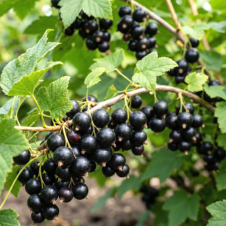 Фото Смородина Сокровище