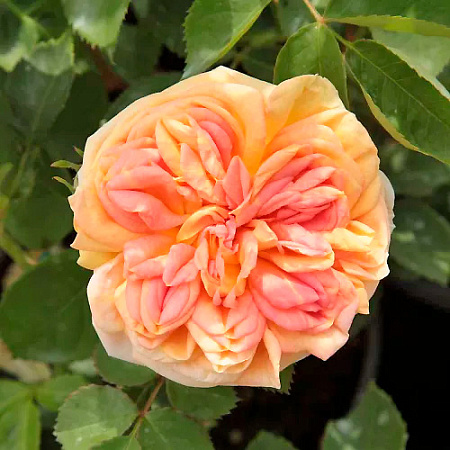 Фото Роза плетистая рамблер Алхимист