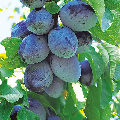 Слива колонновидная Империал