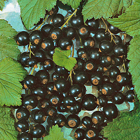 Смородина Селеченская-2